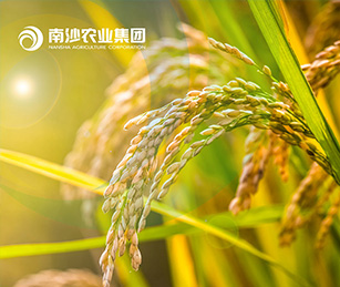 廣州南沙現代農業產業集團官網上線開通啦！